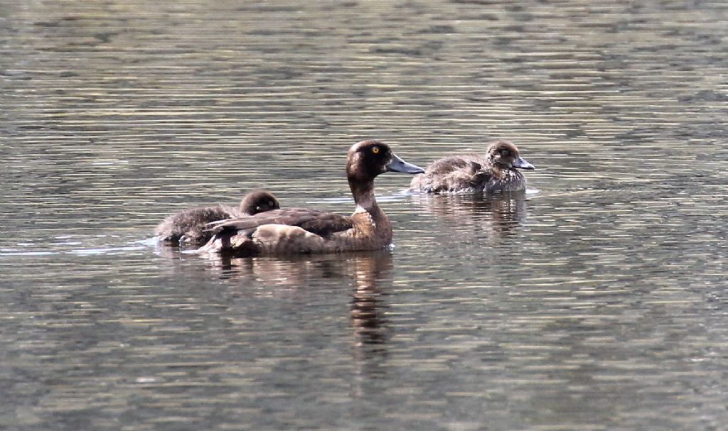 Mmoretta grigia (Aythya marila)?   No, Moretta (Aythya fuligula)